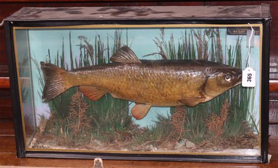 A cased taxidermic chub, dated 1881